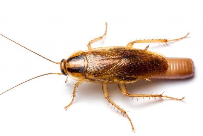 Cockroach Control 4BHK 1 Year Post guarantee
