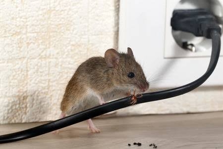 Rodent Control 1BHK 1 Year Post guarantee