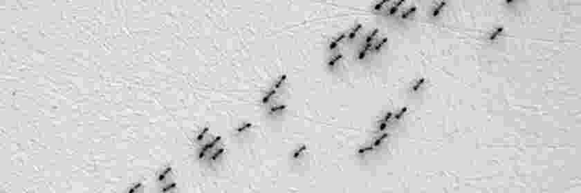 Ants Control 1BHK 1 Year Post guarantee