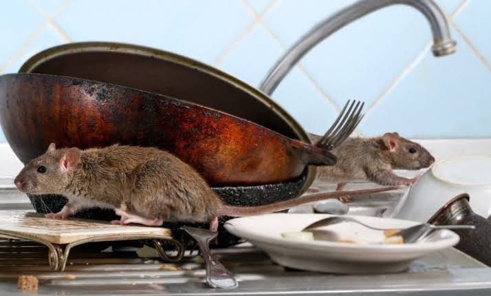 Rodent Control 2BHK 1 Year Post guarantee