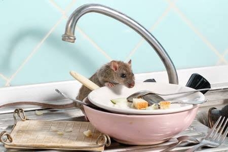 Rodent Control 3BHK 1 Year Post guarantee
