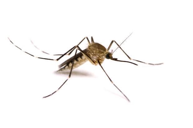 Mosquito Control 2BHK 1 Year Post guarantee