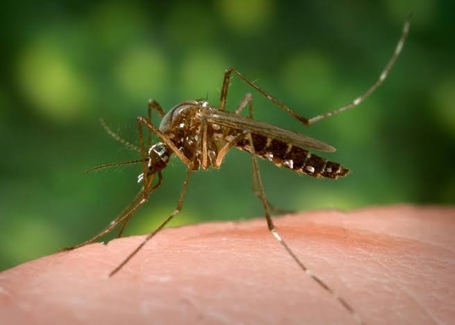 Mosquito control 4 BHK 1Year post guarantee